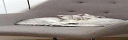 British Shorthair cats for sale: *Ready* 2 White & Grey British Short Hair Kittens  - Advert 8