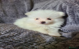 Pomeranian dogs for sale: Gorgeous litter of pomeranian puppies💙💖 - Image 14