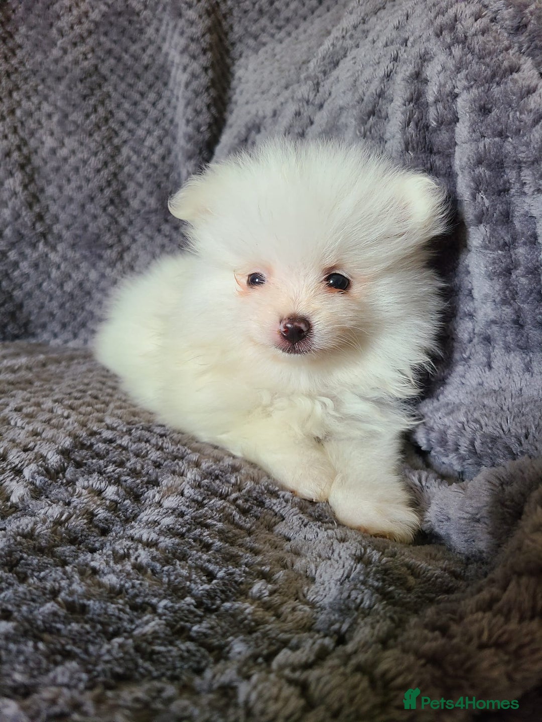 Pomeranian dogs for sale: Gorgeous litter of pomeranian puppies💙💖 - Image 14