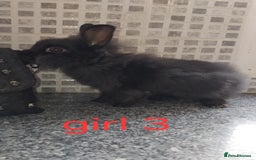 Lionhead rabbits for sale: 5 beautiful lionhead female babies - Image 13