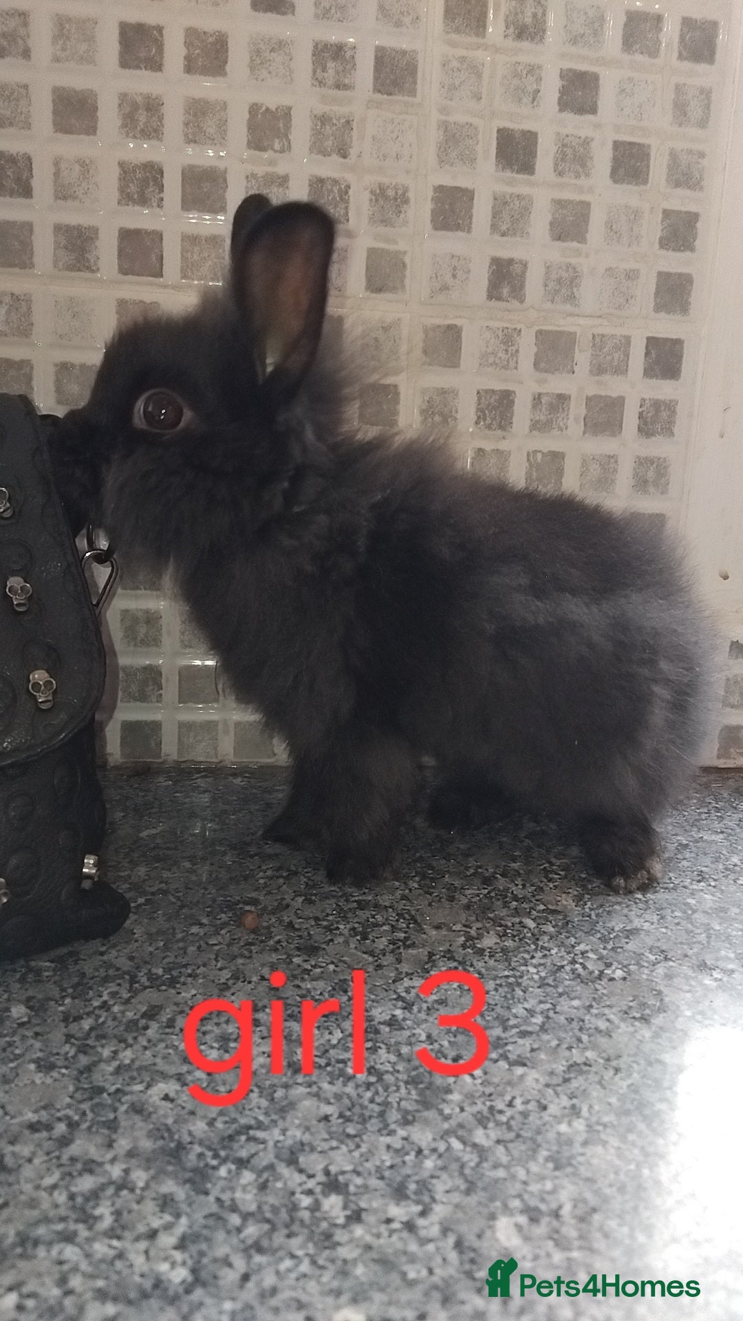 Lionhead rabbits for sale: 5 beautiful lionhead female babies - Image 13