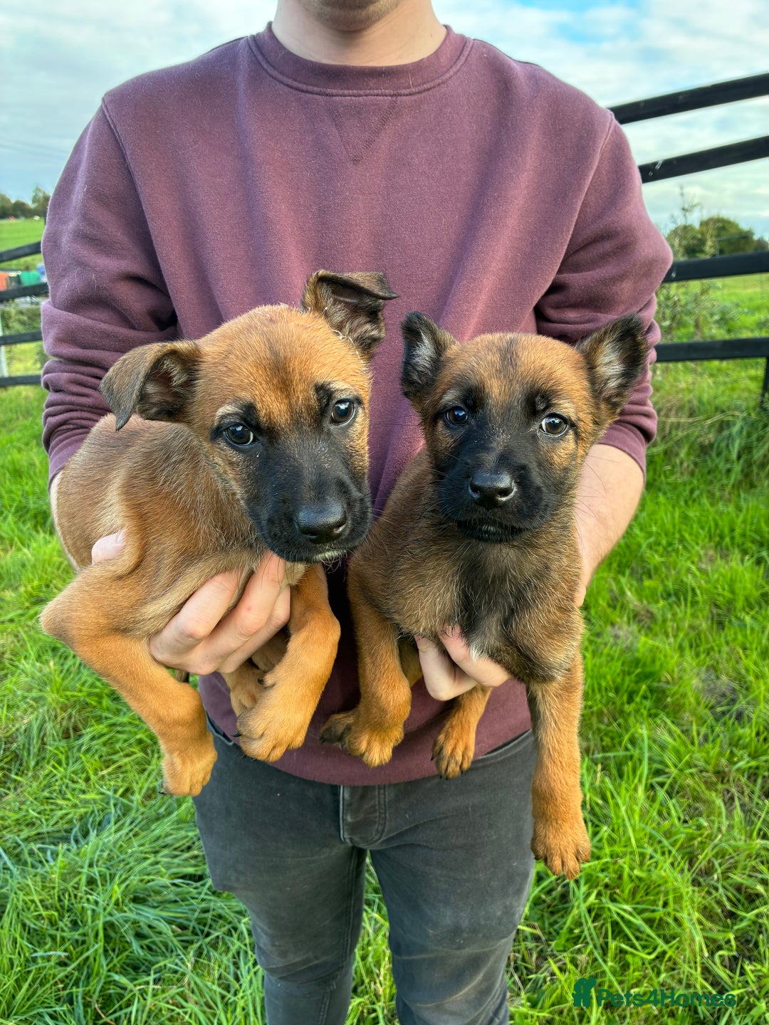 German Shepherd dogs for sale: Belgian Malinois  - Image 14