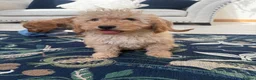Labradoodle dogs for sale: Stunning miniature multigen labradoodle puppies - Advert 3