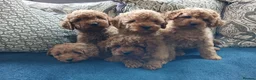 Cavapoo dogs for sale: Cavapoo puppies for sale in Ashby-de-la-Zouch - Advert 9