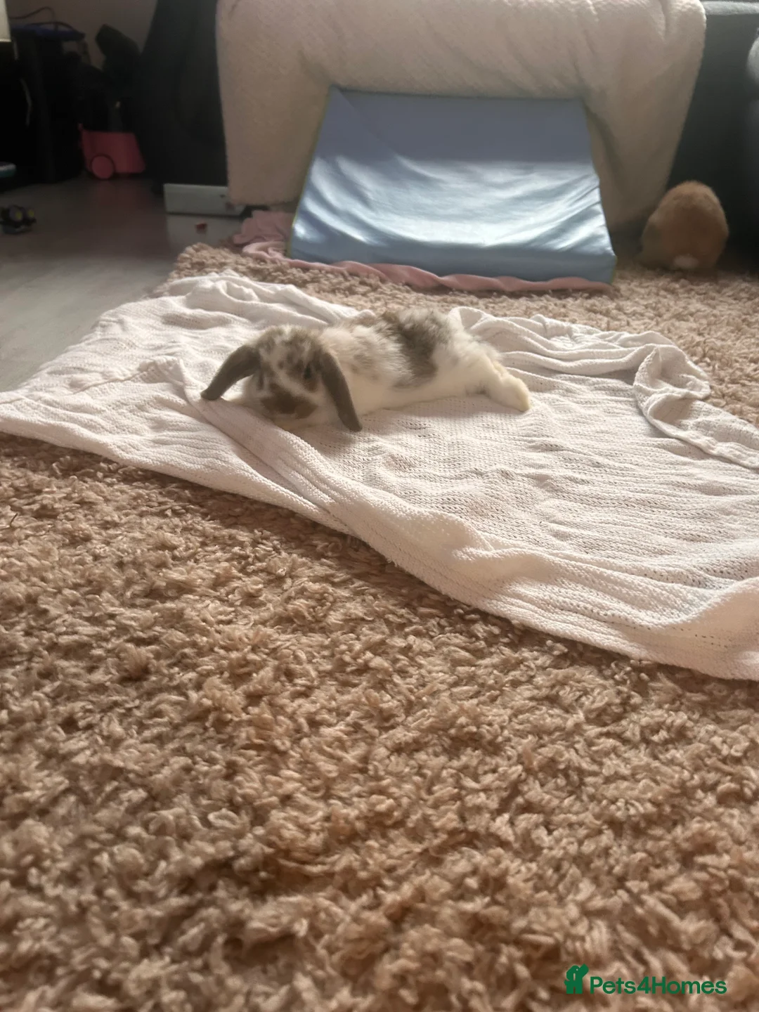 Mini Lop rabbits for sale: Beautiful mini lop Bunnies - Advert 2