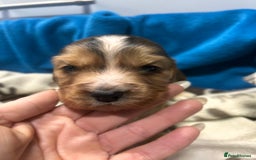 Cocker Spaniel dogs for sale: Cocker spaniel puppies for sale - Advert 14