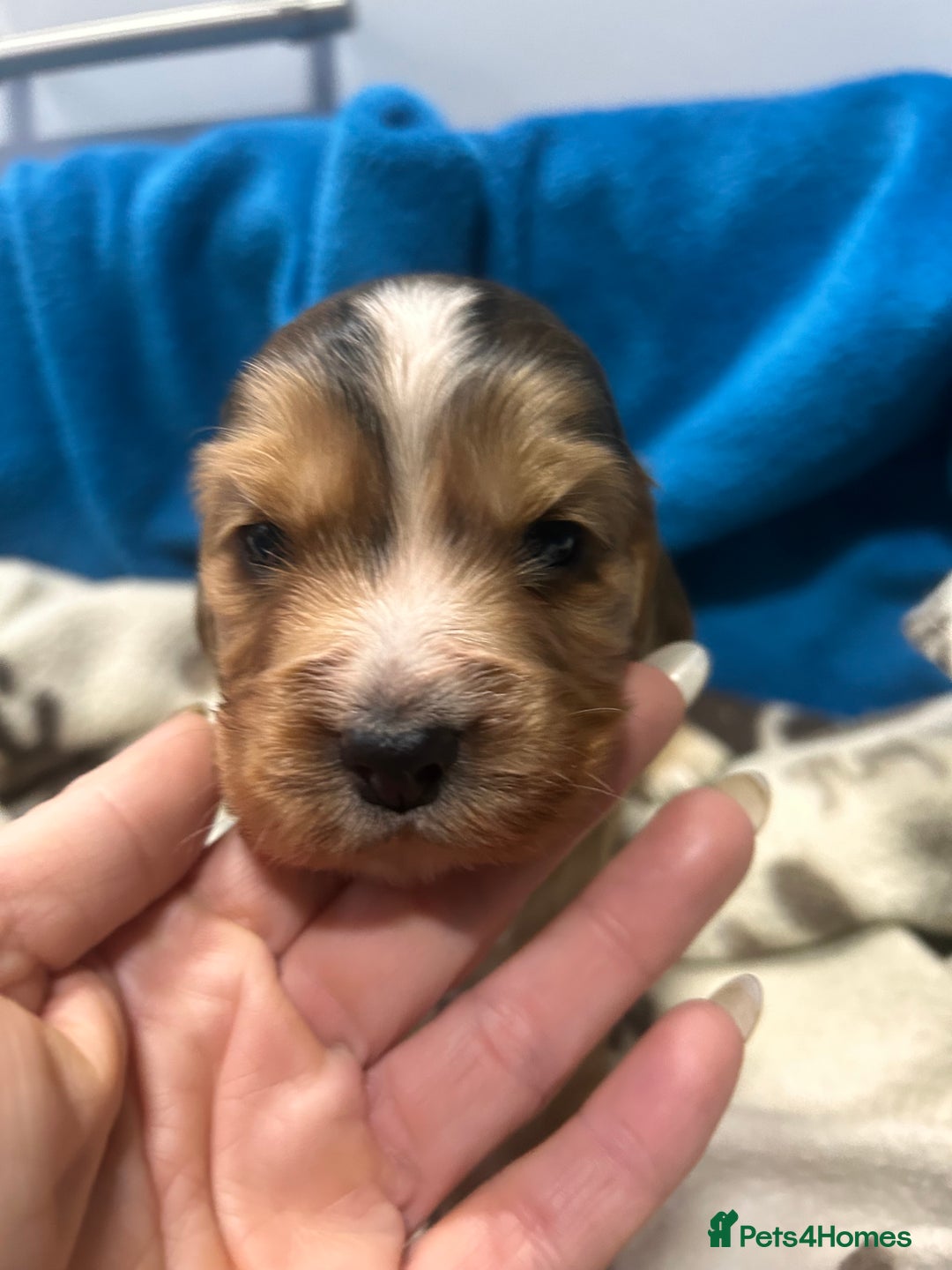 Cocker Spaniel dogs for sale: Cocker spaniel puppies for sale - Advert 14