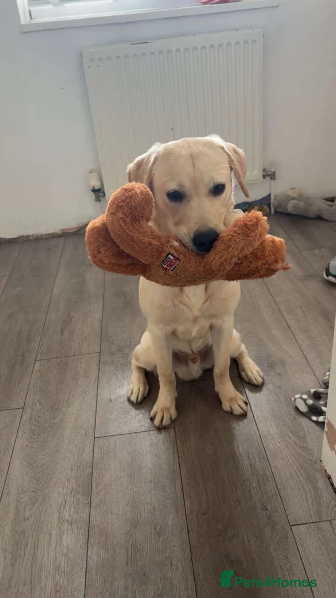 Labrador Retriever dogs for sale: Labrador retriever - Advert 2