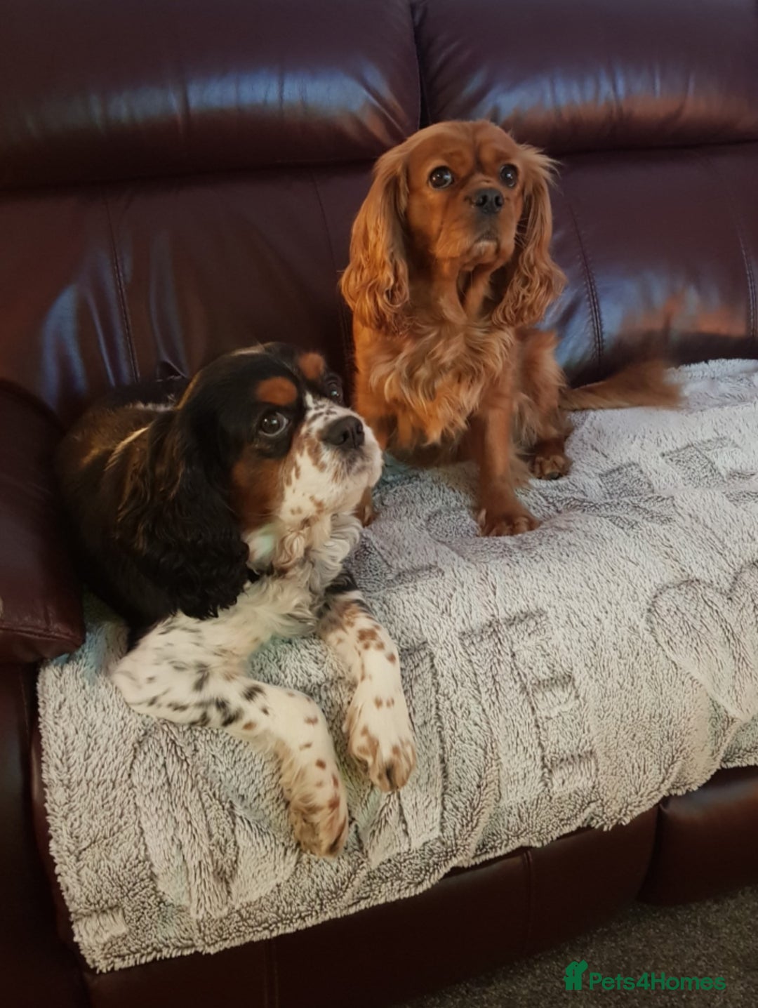 Cavalier King Charles Spaniel dogs for sale: 2 Cavalier king Charles puppies left - Image 36