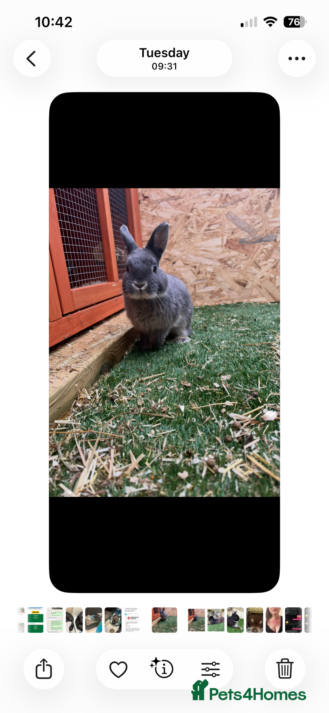 Netherland Dwarf rabbits for sale: 2 Male Netherland Dwarf rabbits 18 months old  - Advert 3