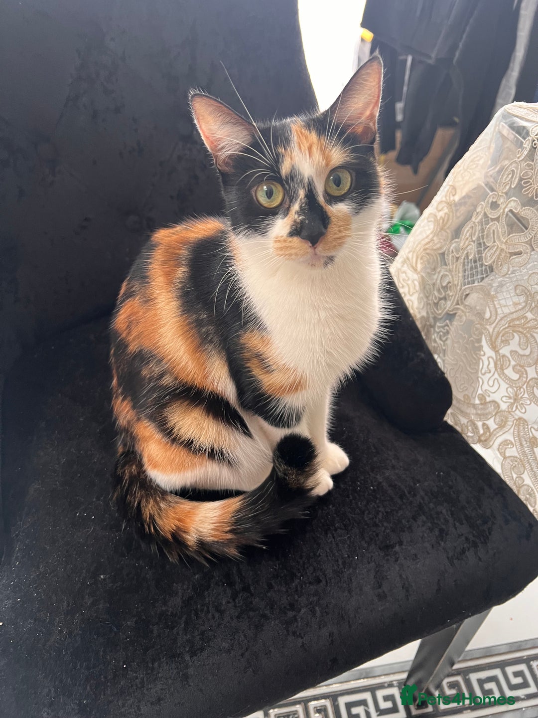 European cats for sale: Kittens available now taby ginger - Advert 2