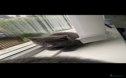 British Shorthair cats for sale: Kittens for sale bradford - Image 9