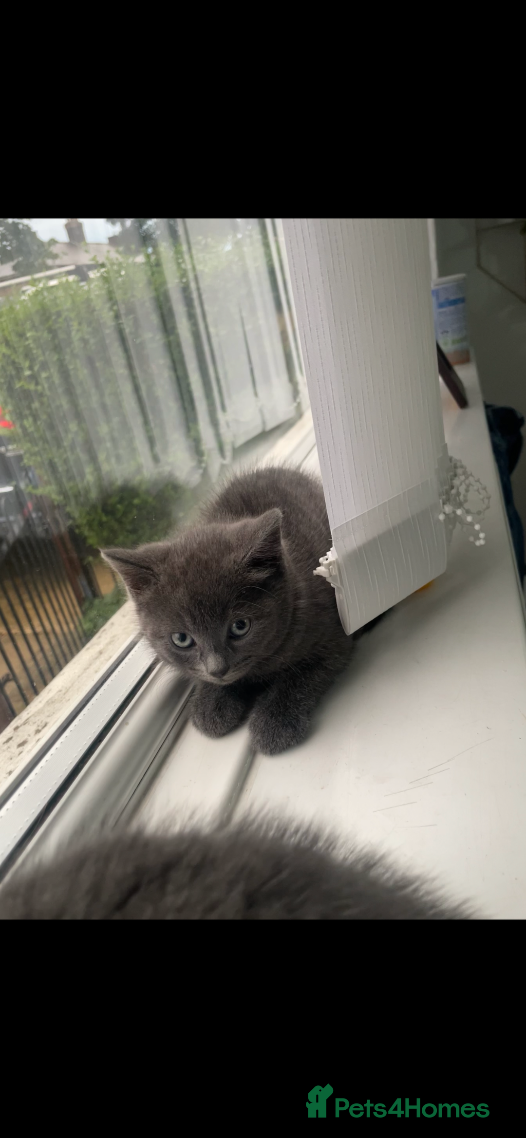 British Shorthair cats for sale: Kittens for sale bradford - Image 9