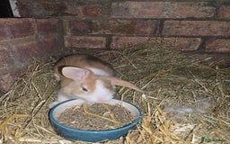 Mini Lop rabbits for sale: last 2 left now 60 eatch  lovely mini lops x6 in Uxbridge - Image 2