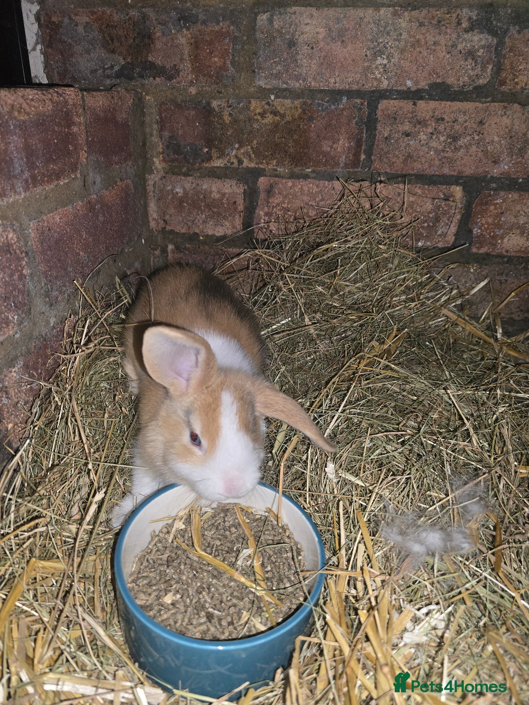 Mini Lop rabbits for sale: last 2 left now 60 eatch  lovely mini lops x6 in Uxbridge - Image 2