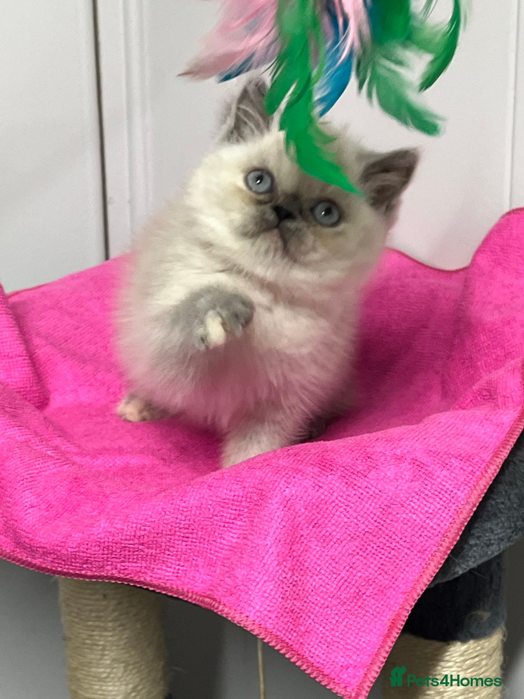 Exotic cats for sale: Stunning Exotic Kittens  - Advert 16