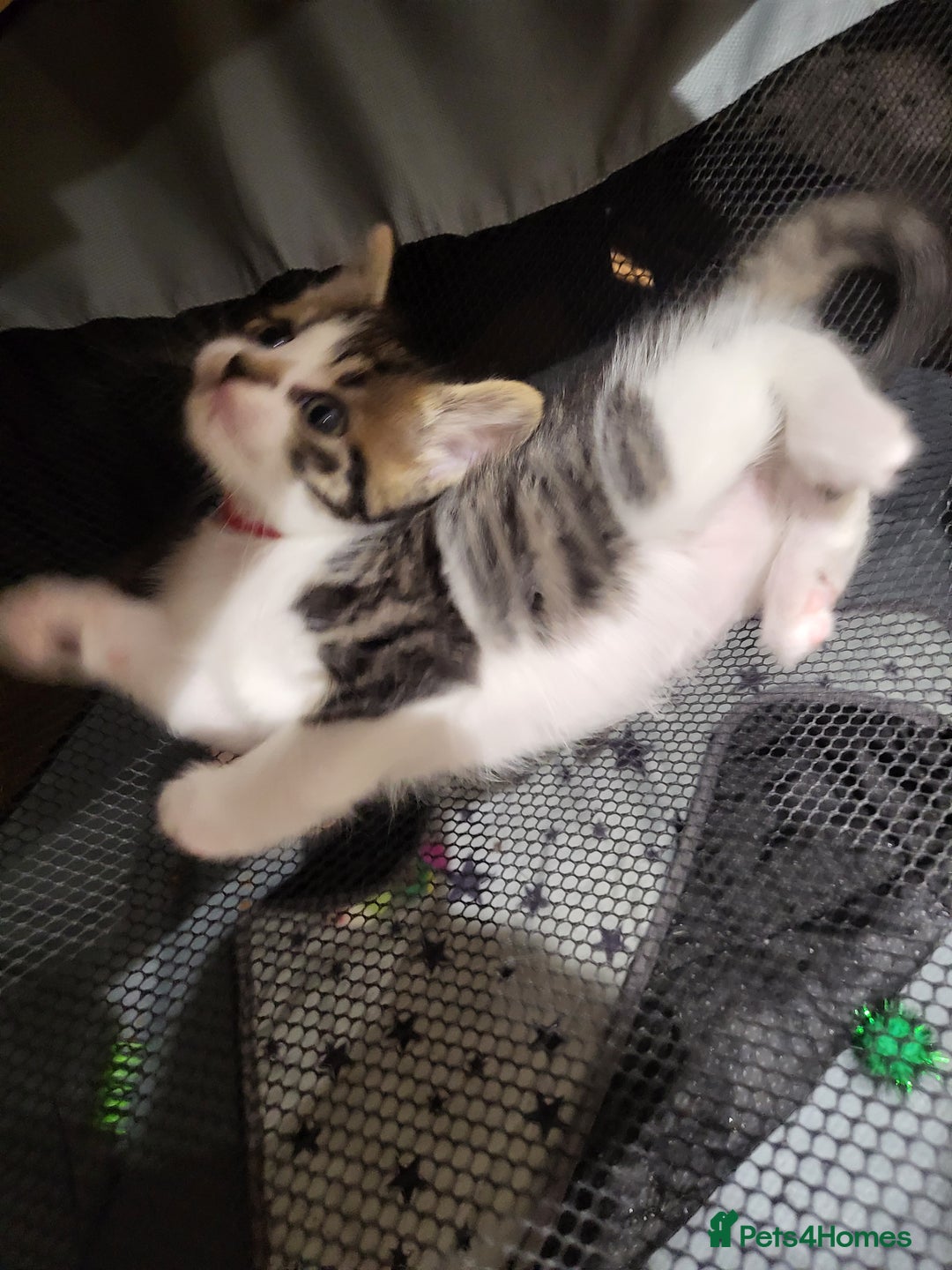 Mixed Breed cats for sale: 5 beautiful kittens - Advert 5