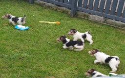 Fox Terrier dogs for sale: KC Reg Wire Fox Terrier Puppies READY NOW - Image 23