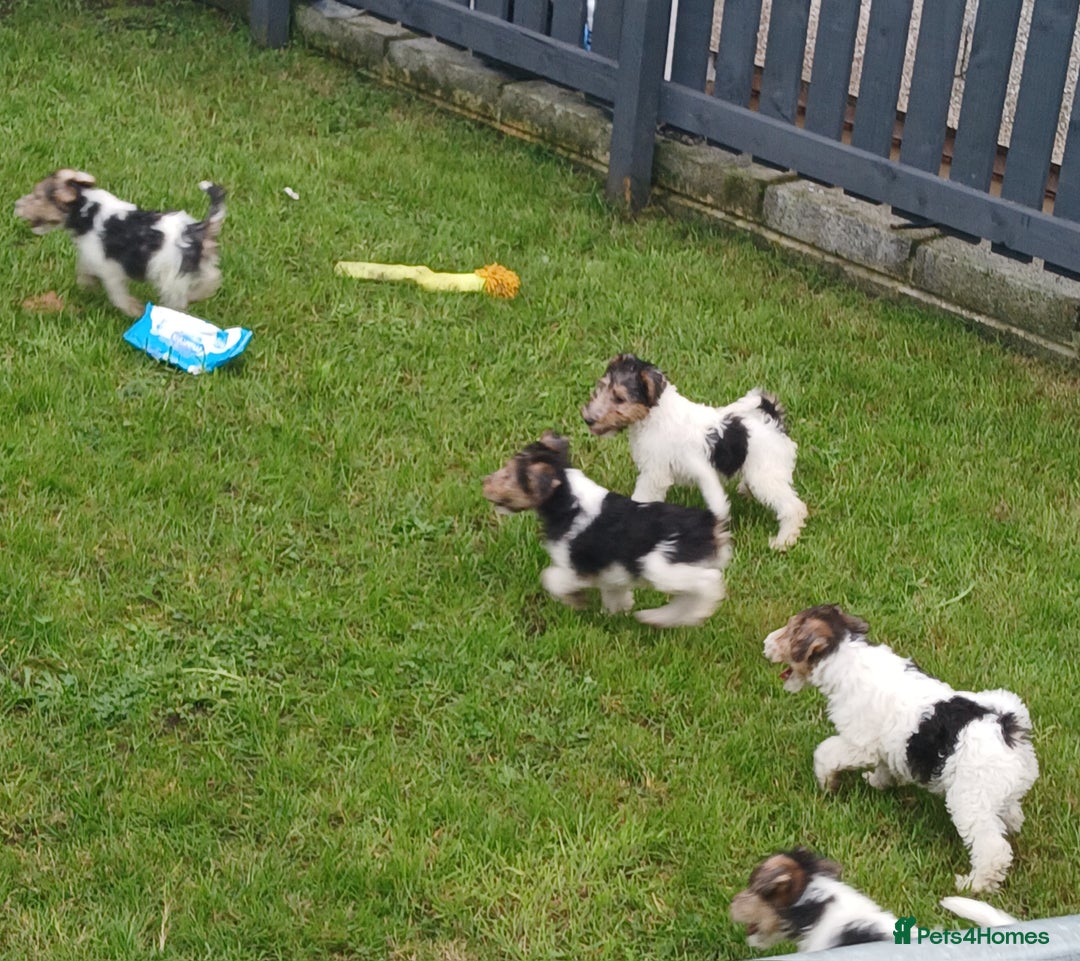Fox Terrier dogs for sale: KC Reg Wire Fox Terrier Puppies READY NOW - Image 23