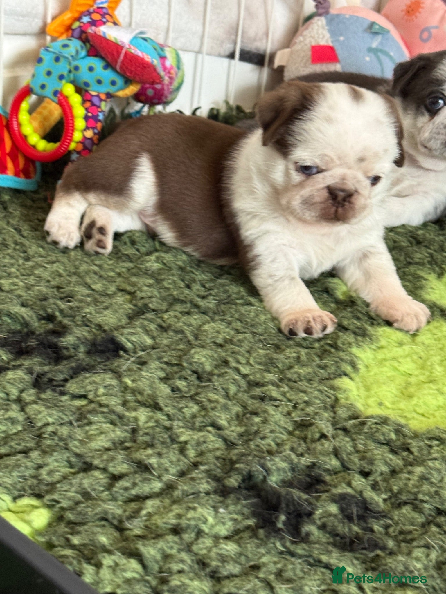Pug dogs Kc pug puppies from a 5 star licensed breeder  - Advert 1