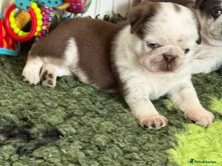 Pug dogs Kc pug puppies from a 5 star licensed breeder - Advert 1