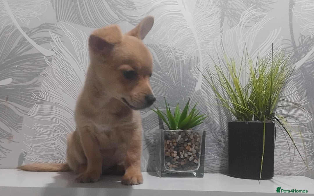 Chiweenie dogs for sale: Ready now chi x Dachshund boy - Image 1