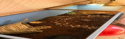 Tortoise reptiles for sale: Russian horsefield tortoise 2 years old full setup - Advert 6
