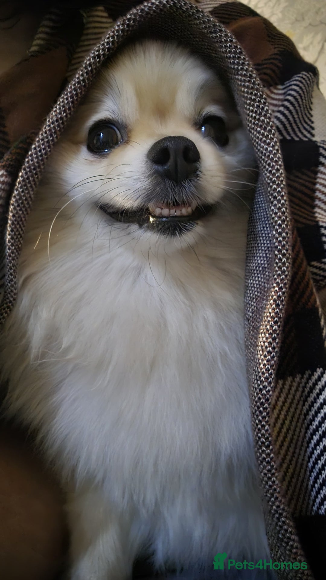 Pomeranian dogs for sale: Female Pomeranian ,Gorgeous pure - Image 13