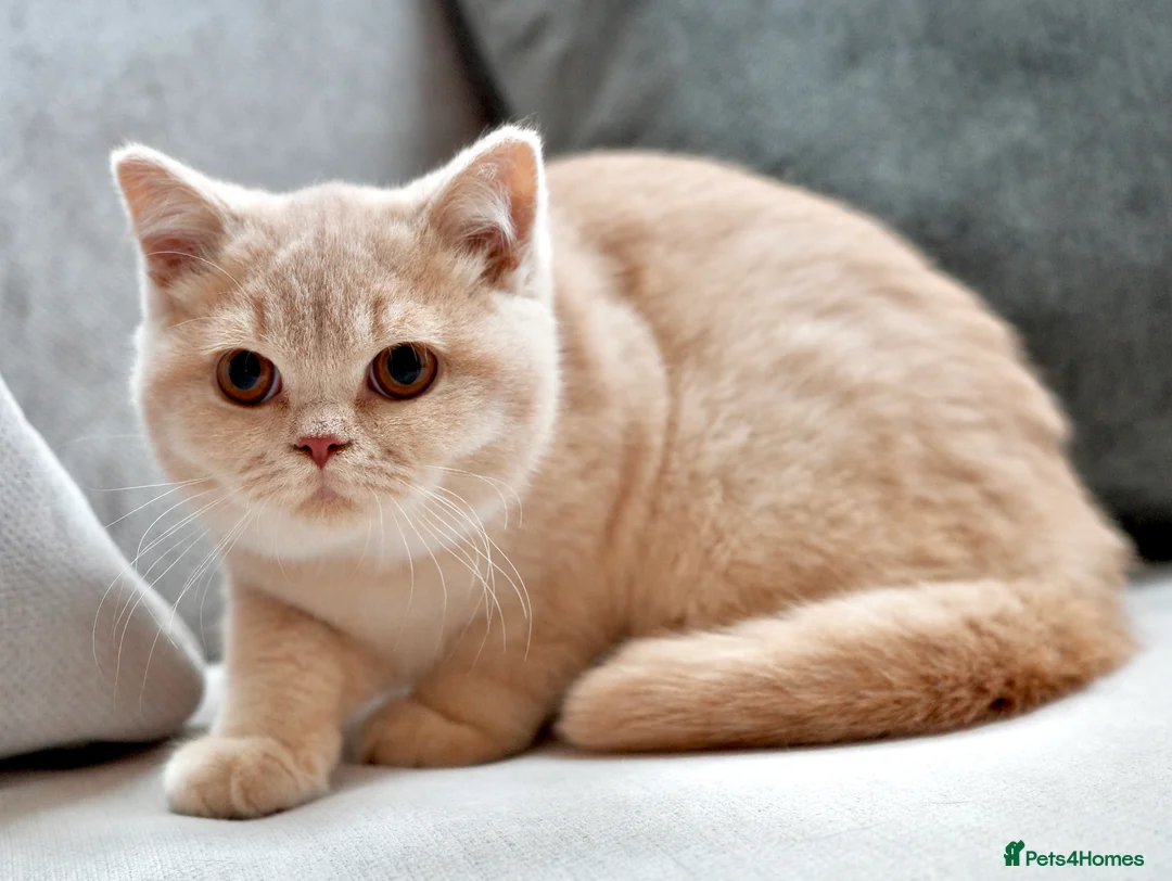 British Shorthair cats for sale: Two beautiful BSH kittens, GCCF registered  - Advert 4