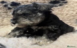Miniature Schnauzer dogs for sale: Miniature schnauzers pups ready now ❤️ - Image 15