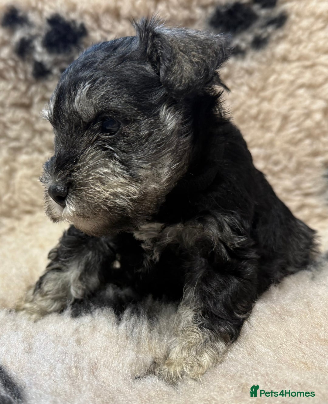 Miniature Schnauzer dogs for sale: Miniature schnauzers pups ready now ❤️ - Image 15