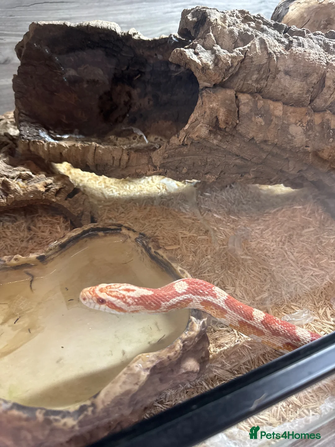 Corn Snake reptiles for sale: Large 5ft Corn snake and tank - Advert 2