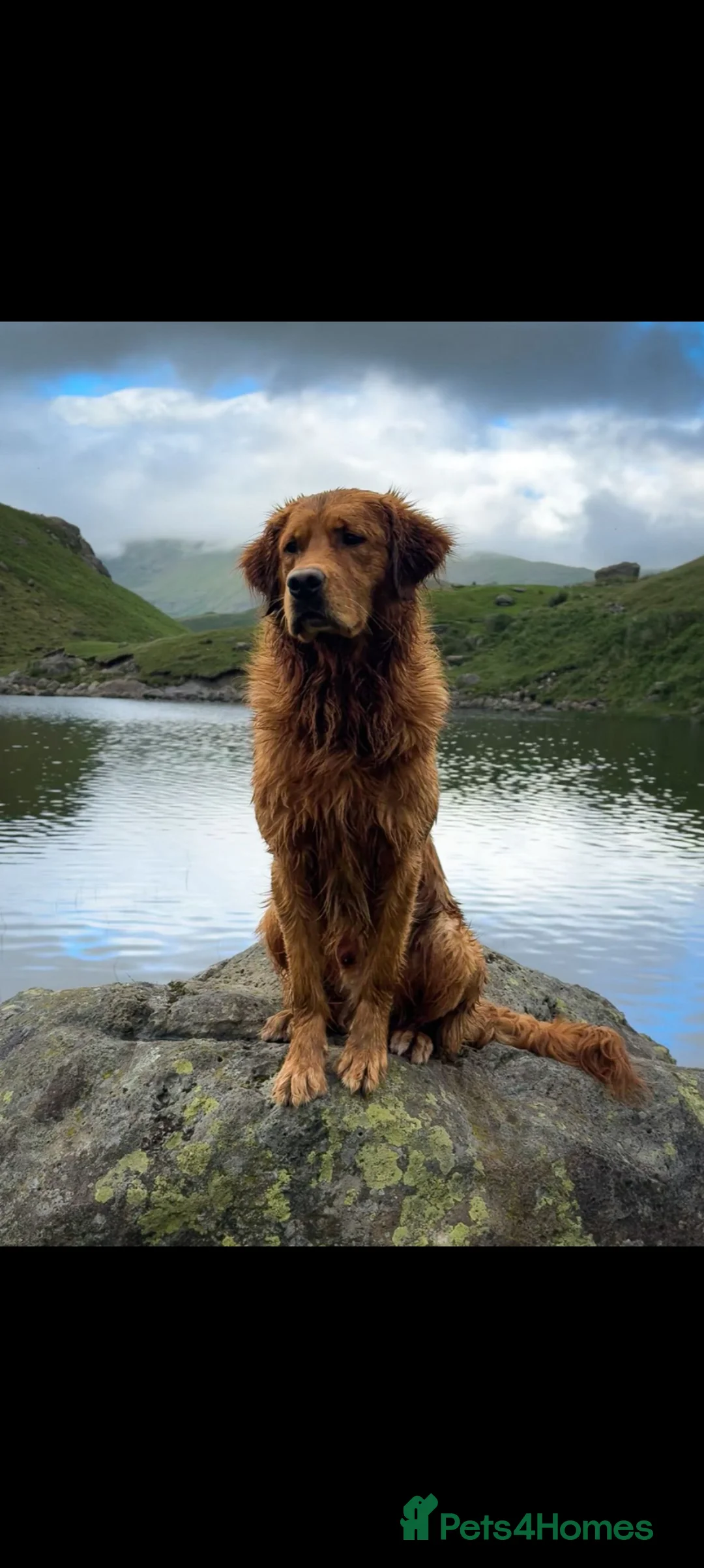 Golden Retriever dogs for sale: Dark golden retriever puppies. Repeat mating  - Advert 13
