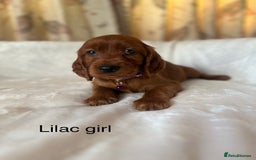 Irish Setter dogs for sale: Irish Setter Puppies 💜 - Image 36