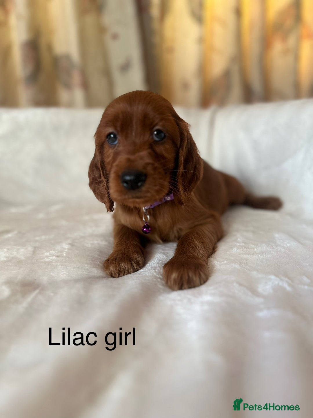 Irish Setter dogs for sale: Irish Setter Puppies 💜 - Image 36