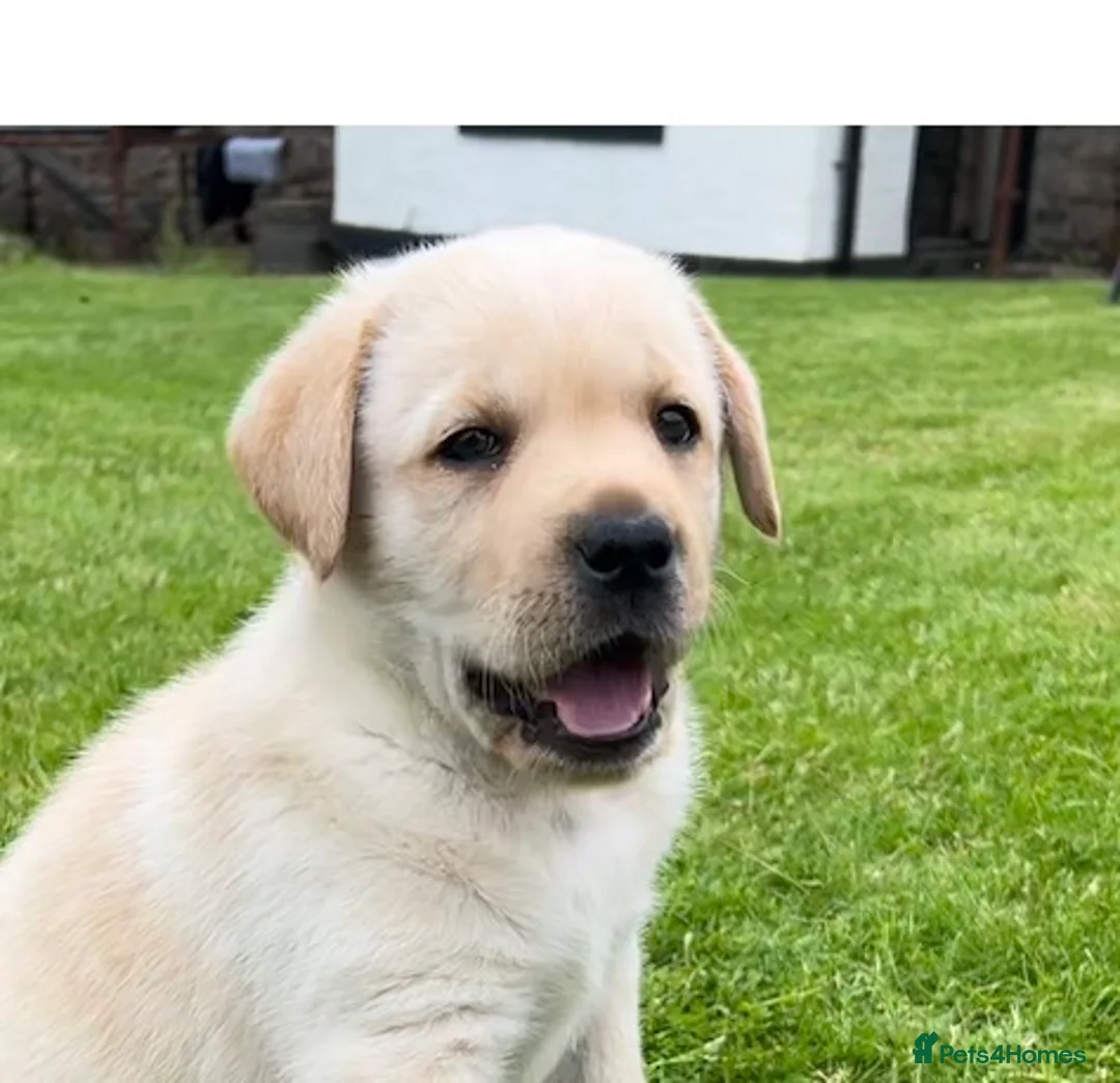 Labrador Retriever dogs for sale: One Yellow Purebred Pedigree Male Labrador - Advert 1