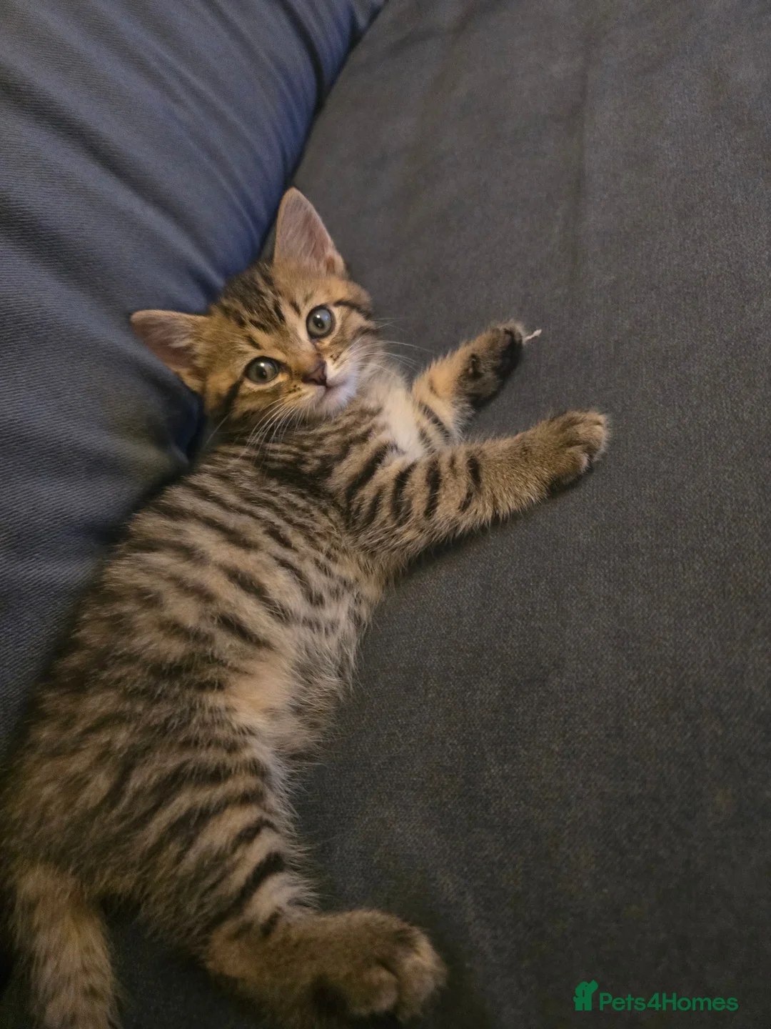 British Shorthair cats for sale: Brittish shorthair cross Bengal  - Advert 2
