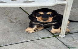 Cocker Spaniel dogs for sale: KC reg show cocker spaniel puppies in Wisbech - Image 5
