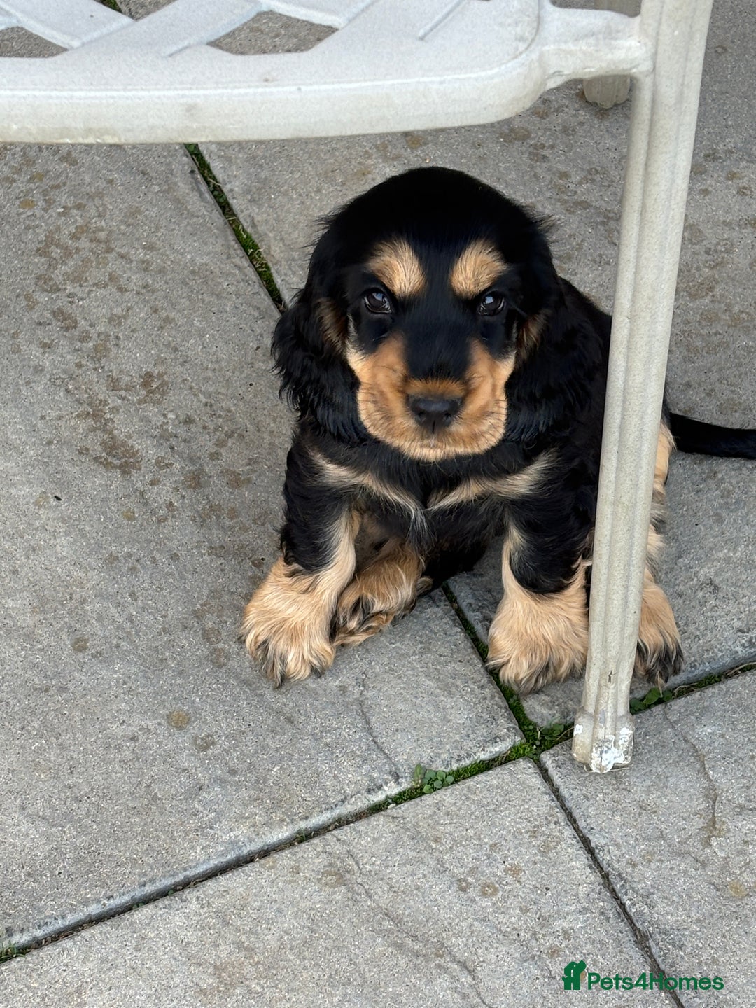 Cocker Spaniel dogs for sale: KC reg show cocker spaniel puppies in Wisbech - Image 5