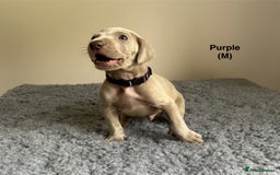 Weimaraner dogs for sale: Exceptional litter of Weimaraner puppies  - Image 5
