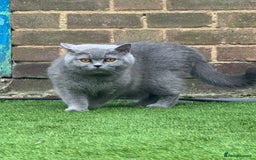 British Shorthair cats for sale: British shorthair female  - Image 2