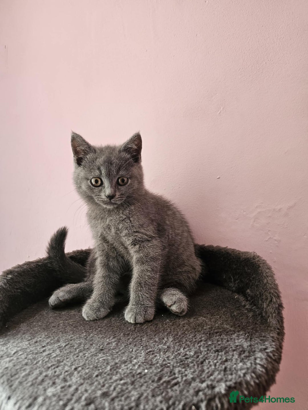 Russian Blue cats for sale: Russian Blue kittens  - Image 4