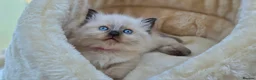 Ragdoll cats for sale: Ragdoll kittens *one female left* - Advert 1