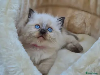 Ragdoll cats Ragdoll kittens *one female left* - Advert 4