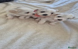 Maltese dogs for sale: Mr, mrs - Image 6