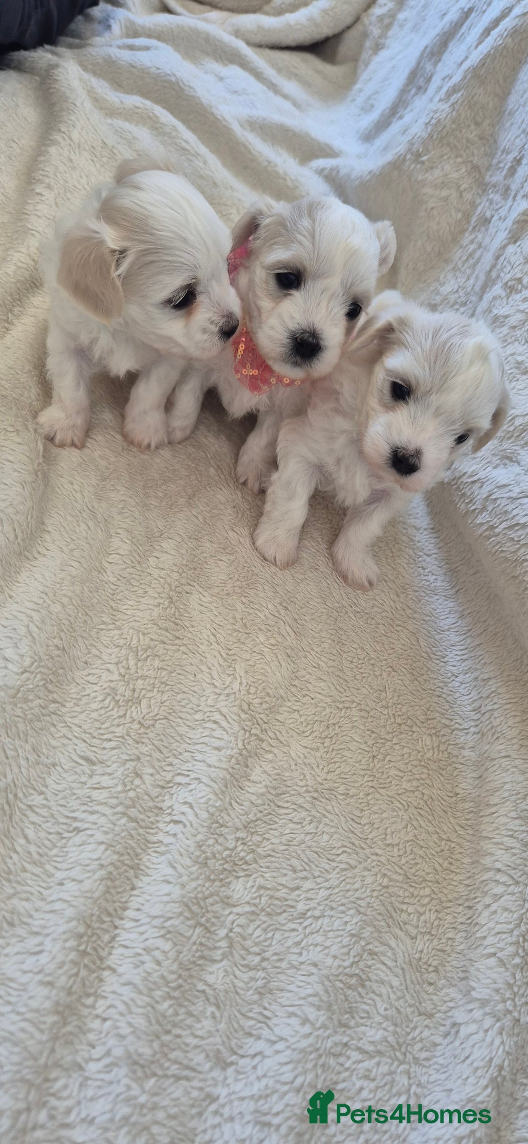 Maltese dogs for sale: Mr, mrs - Image 6