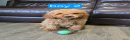 Cavapoo dogs for sale: Adorable F1B Cavapoo puppies for sale  - Advert 24