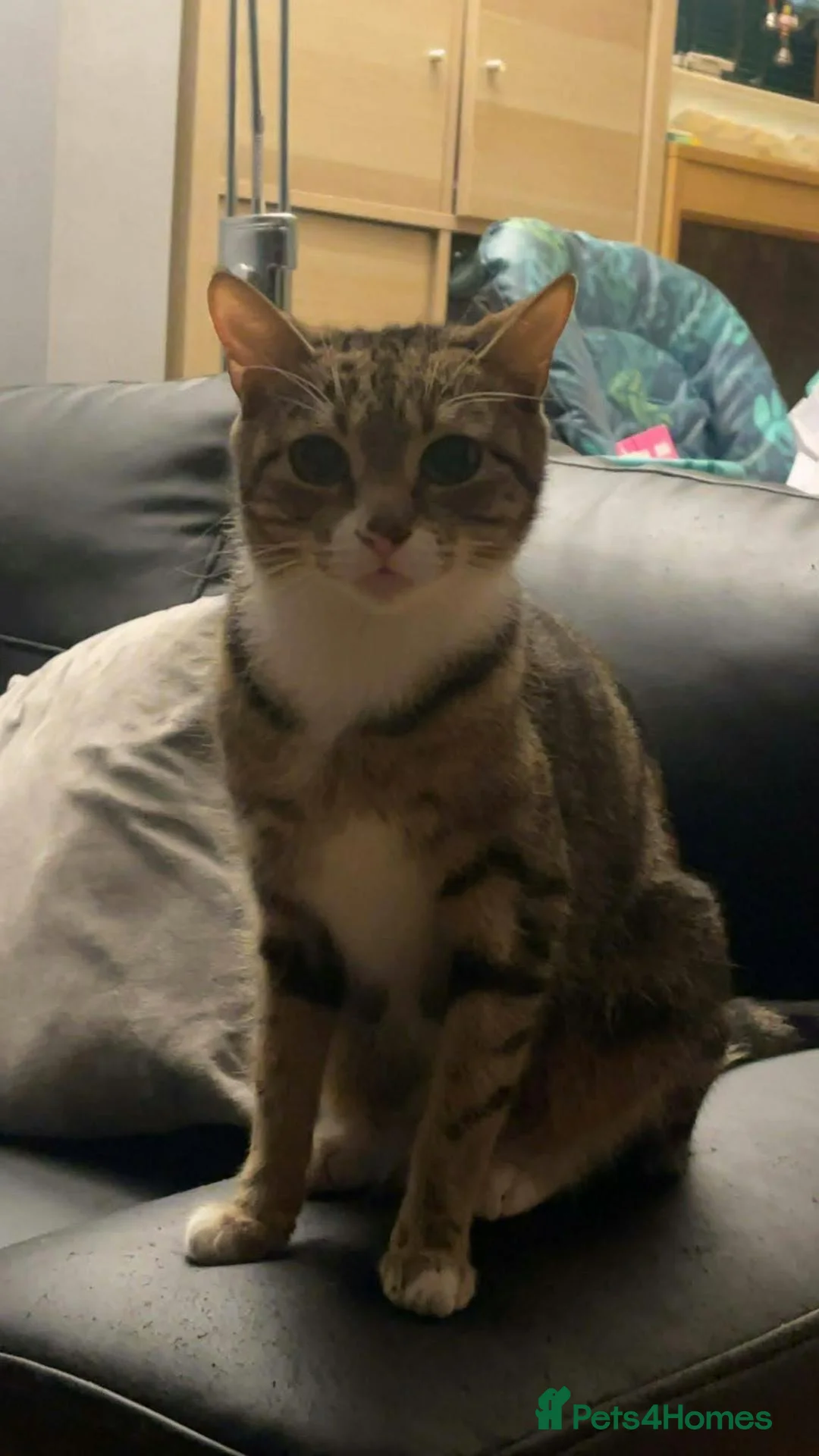 Mixed Breed cats for sale: Mix bread kittens tabby x ragdoll  - Advert 1