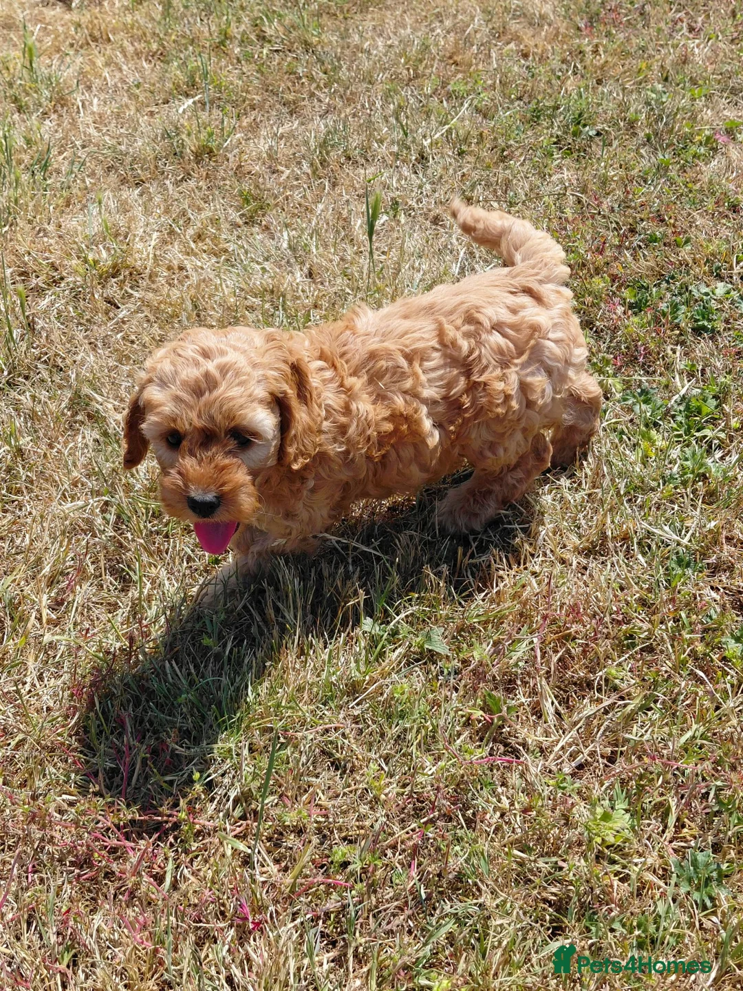 Cockapoo dogs for sale: Fluffy Cockalier-a-Poo Puppies – Ready Soon! - Advert 1