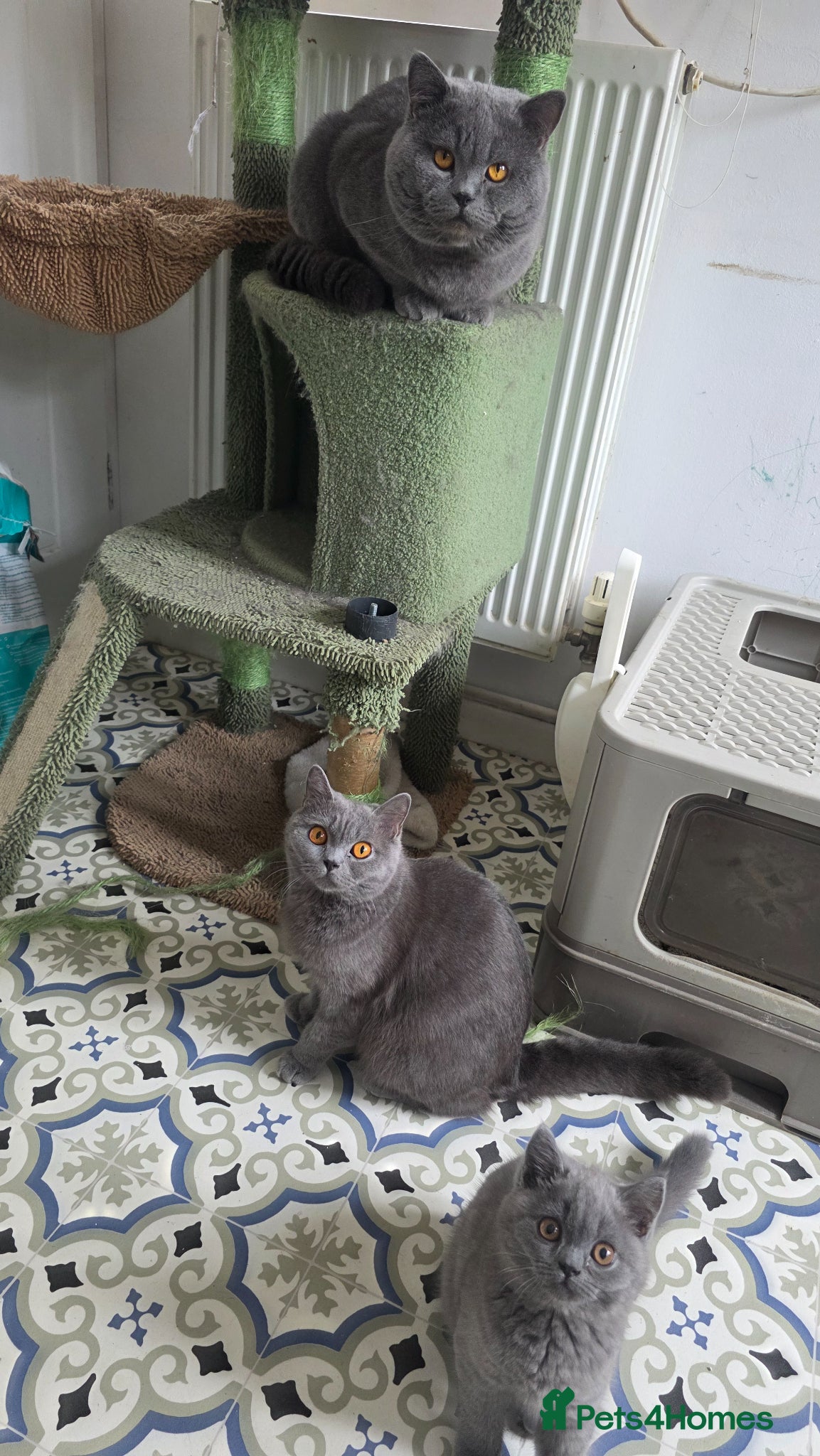 British Shorthair cats for sale: READY British shorthair female kitten  - Advert 5